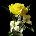 Rose jaune