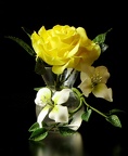 Rose jaune