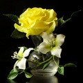 Rose jaune