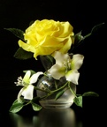 Rose jaune