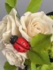 Nature et coccinelles