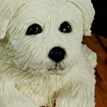 Gâteau Chien - Petit Bichon