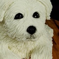 Gâteau Chien - Petit Bichon