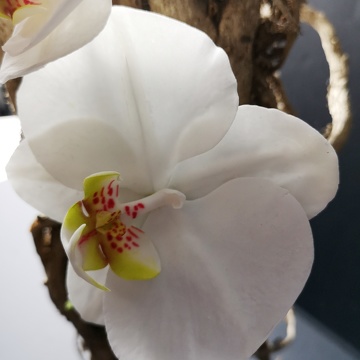 Orchidée en sucre Phalaenopsis
