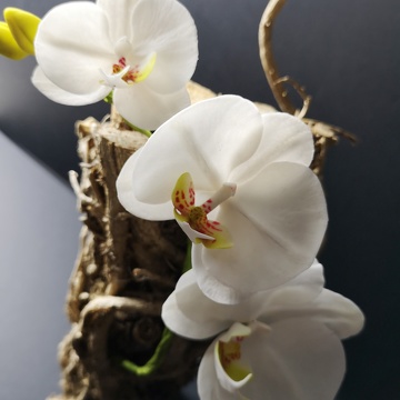 Orchidée en sucre Phalaenopsis