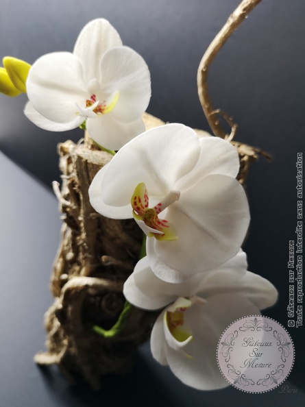 Orchidée en sucre Phalaenopsis