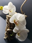 Orchidée en sucre Phalaenopsis