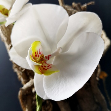 Orchidée en sucre Phalaenopsis