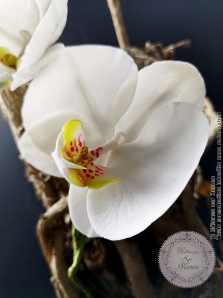 Orchidée en sucre Phalaenopsis