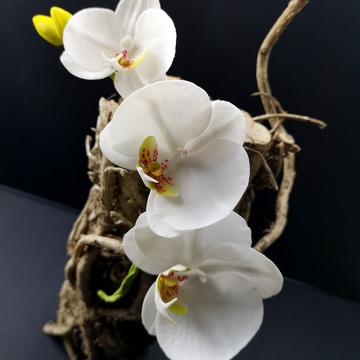 Orchidée en sucre Phalaenopsis