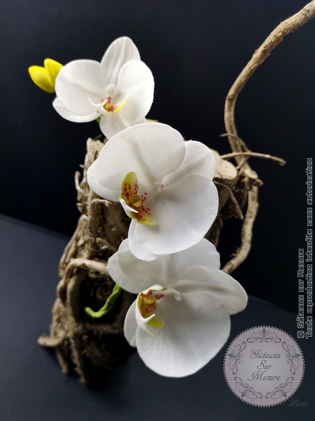 Orchidée en sucre Phalaenopsis