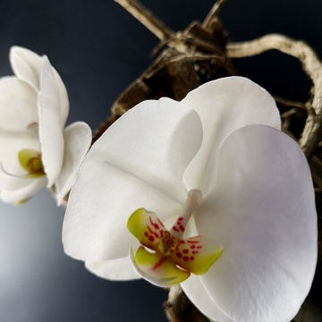 Orchidée en sucre Phalaenopsis