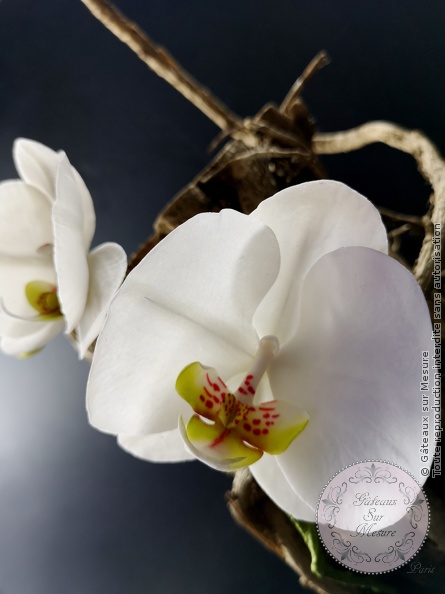 Orchidée en sucre Phalaenopsis