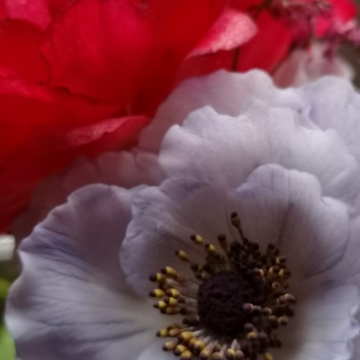 Wafer paper peony and sugar anemone