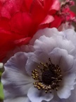 Wafer paper peony and sugar anemone