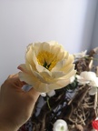 Formation Fleurs en Sucre
