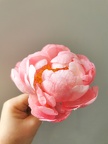 Fleurs en Wafer Paper