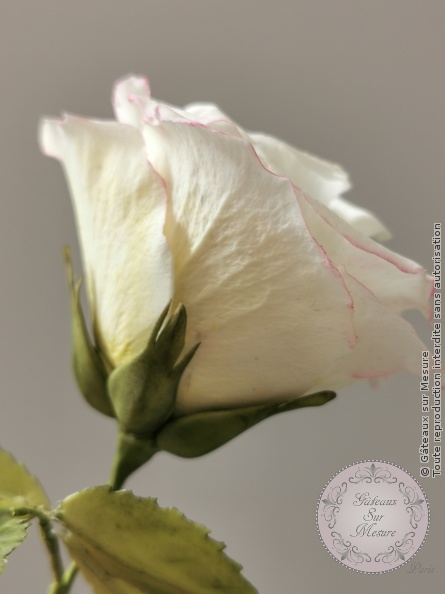 Cake Design - Formation Fleurs en Sucre - Gâteaux sur Mesure Paris Cake Design - Formation Fleurs en Sucre - Gâteaux sur Mesure Paris - cake design course, cake design training, ecdp, Ecole de Cake Design de Paris, ecolecakedesign, formation, formation cake design, France, Paris, stage