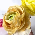 Fleurs en wafer paper