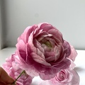 Fleurs en wafer paper