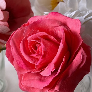 Formation Fleurs en Sucre