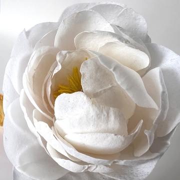 Formation Fleurs en Sucre