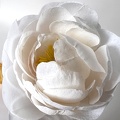 Formation Fleurs en Sucre