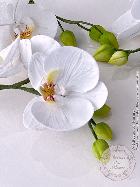 Cake Design - Formation Fleurs en Sucre - Gâteaux sur Mesure Paris Cake Design - Formation Fleurs en Sucre - Gâteaux sur Mesure Paris - cake design, cake design course, cake design training, Ecole de Cake Design de Paris, fleurs en sucre, flowers, formation, formation cake design, France, orchidee, Paris, patisserie, patisserie francaise, pivoine, sugar flowers