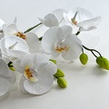 Formation Fleurs en Sucre