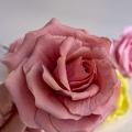 Formation Fleurs en Sucre