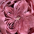 Formation fleurs comestibles en sucre et en wafer paper