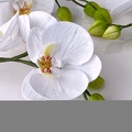 Formation fleurs comestibles en sucre et en wafer paper